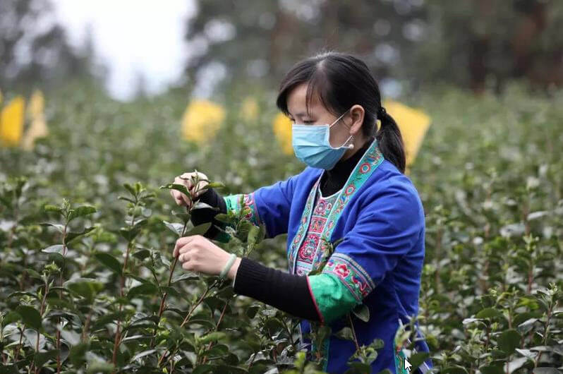 El impacto del coronavirus en las cosechas de té en china