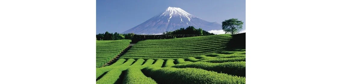 Comprar Té Japón | Sabor a Té ®